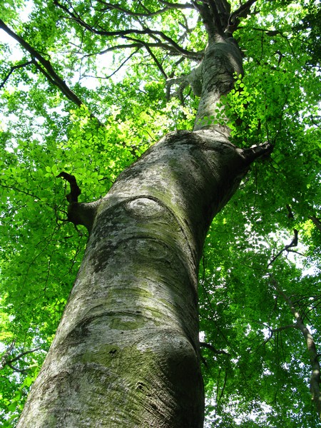 La Forêt de la Sainte-Baume